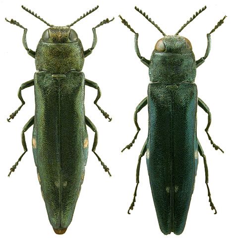 Agrilus biguttatus